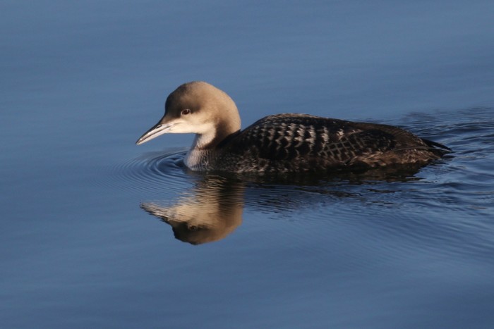 Pacific Diver