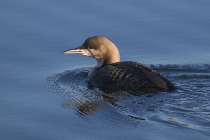 Pacific Diver