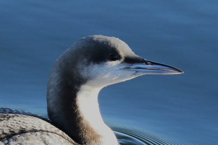 Pacific Diver