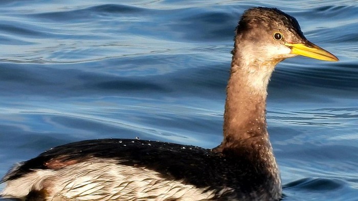 Red-necked Grebe