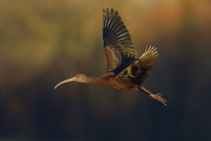 Glossy Ibis