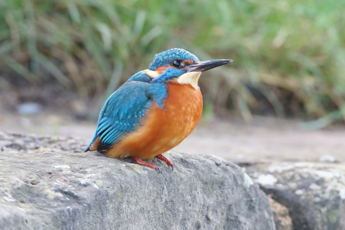 Kingfisher
