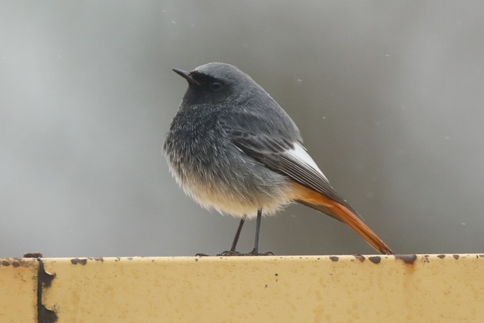 Black Redstart