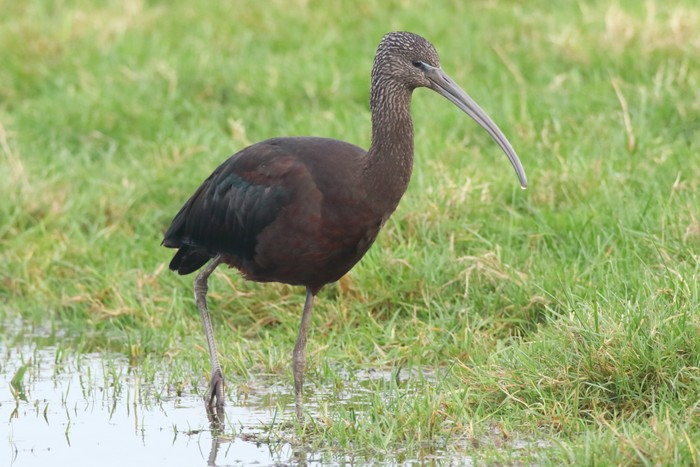 Glossy Ibis