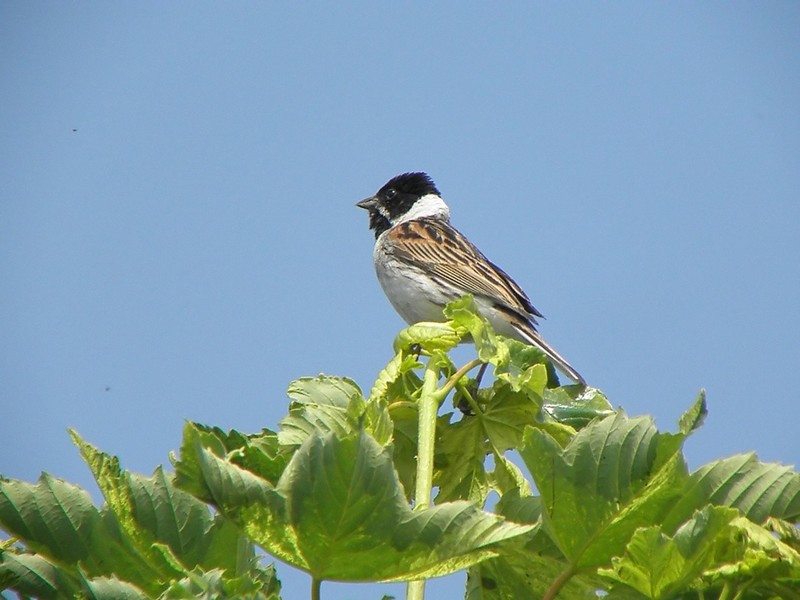 Reed Bunting