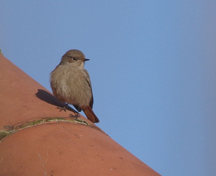 Black Redstart