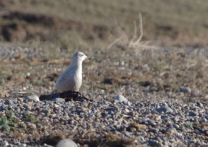 Iceland Gull