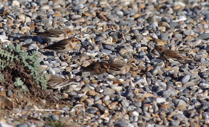 Snow Bunting