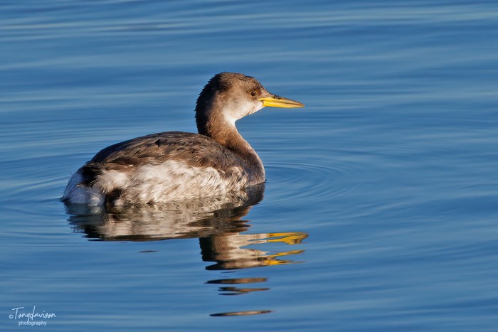 Red-necked Grebe