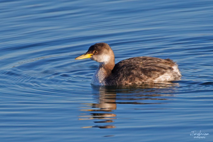 Red-necked Grebe