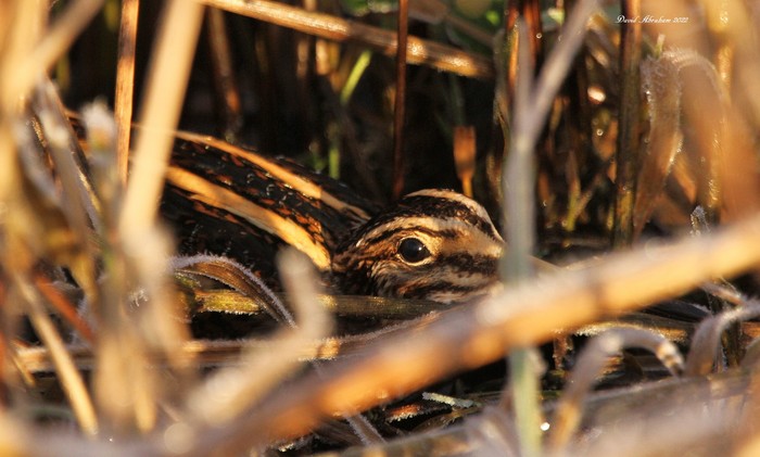 Jack Snipe