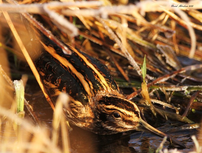 Jack Snipe 