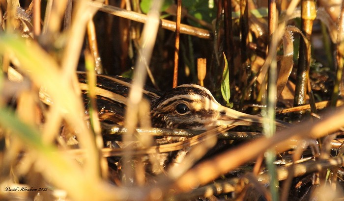 Jack Snipe 