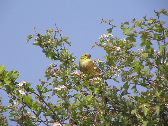 Yellowhammer