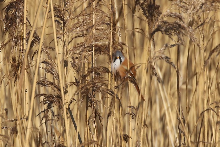 Bearded Tit