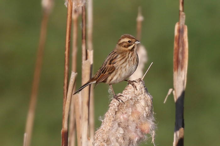 Reed Bunting