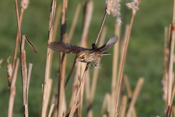 Reed Bunting