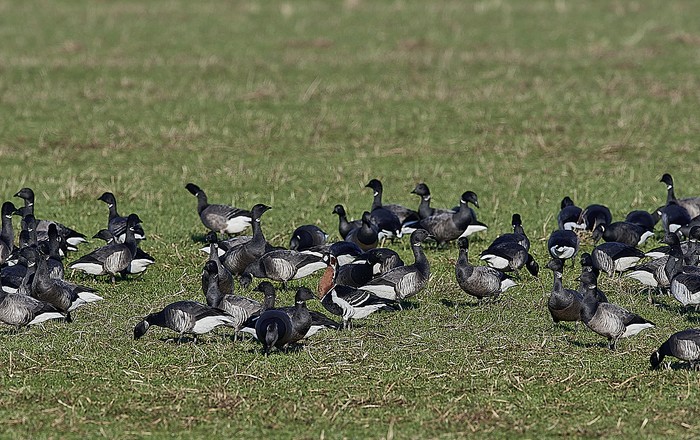 Red-breasted Goose