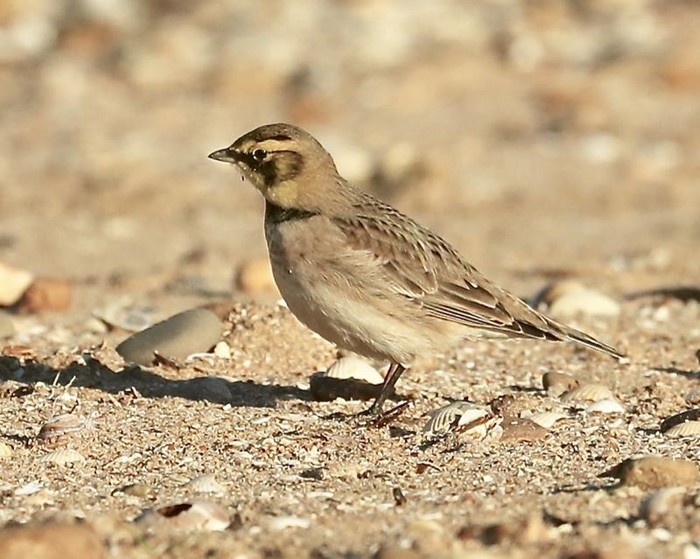 Shorelark