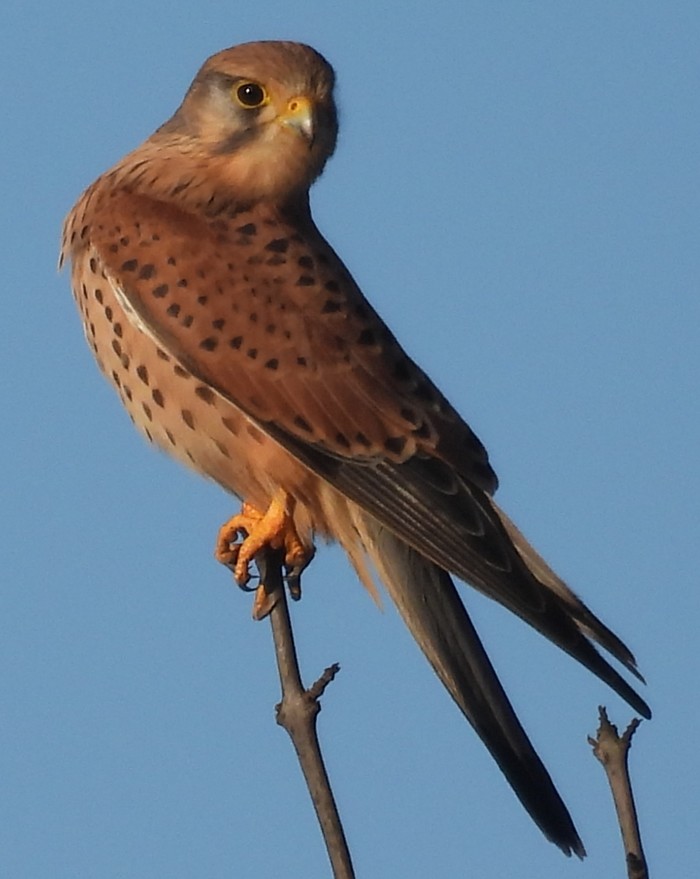 Kestrel