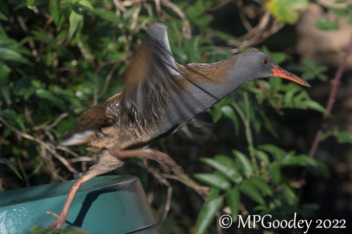 Water Rail