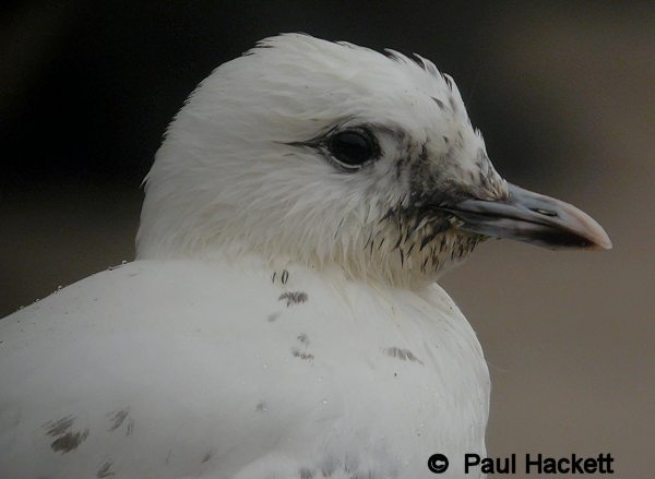 Ivory Gull