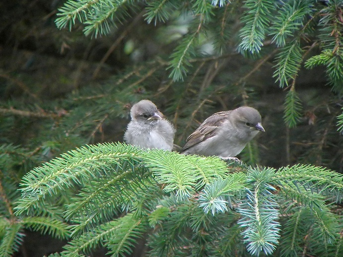 House Sparrow