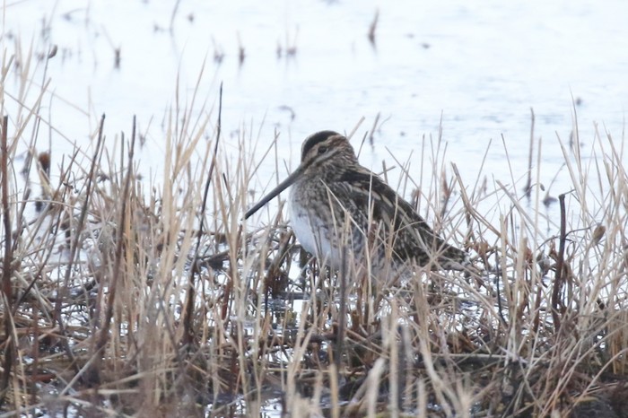 Snipe