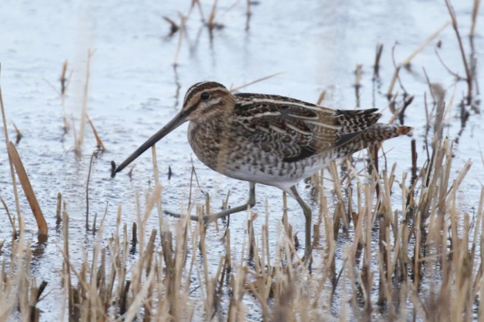 Snipe