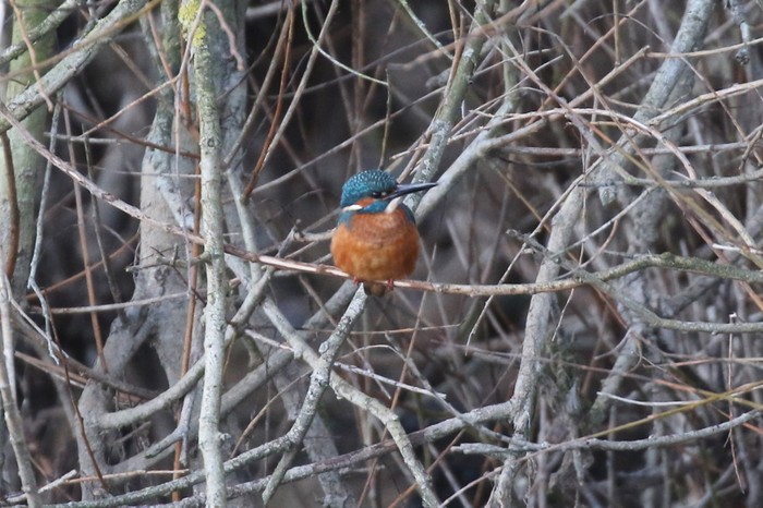 Kingfisher