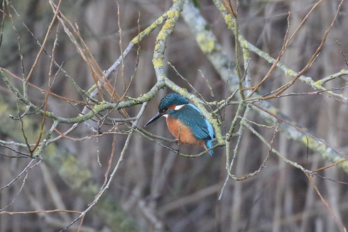 Kingfisher
