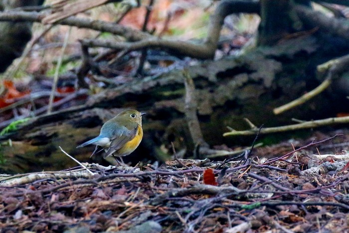 Red-flanked Bluetail