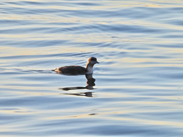 Pacific Diver