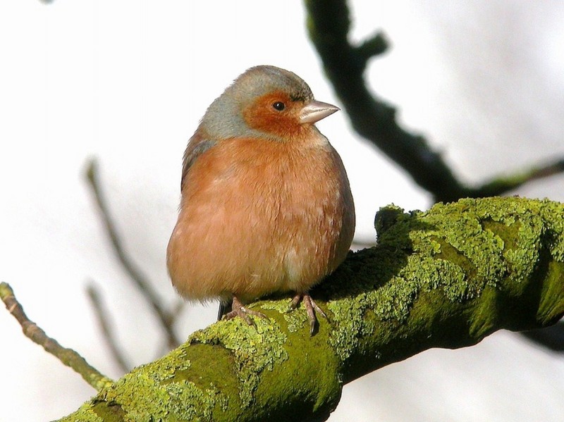 Chaffinch