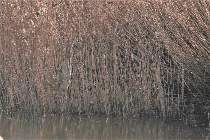 Bittern