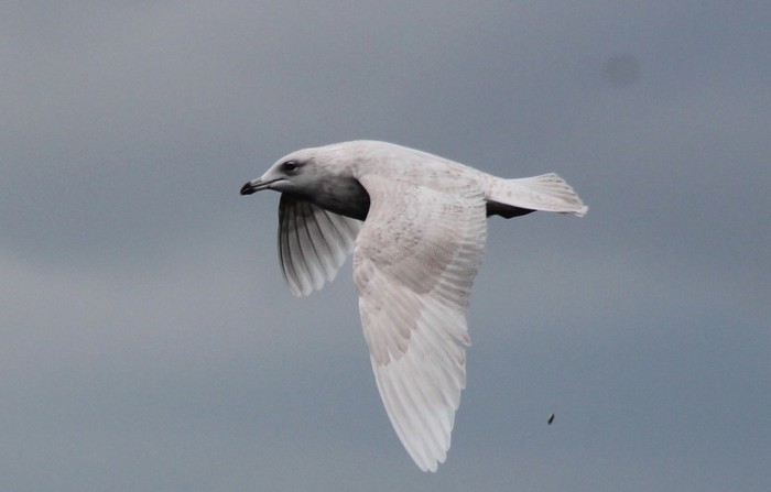 Iceland Gull