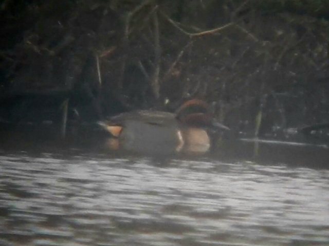 Green-winged Teal