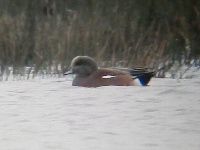 American Wigeon