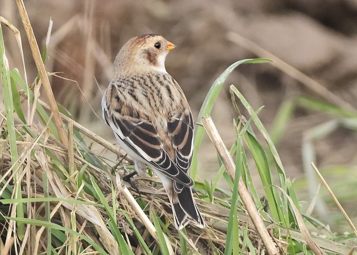 Snow Bunting