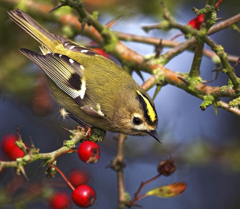 Goldcrest