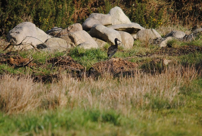 Glossy Ibis