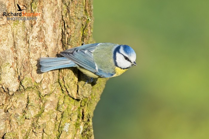 Blue Tit