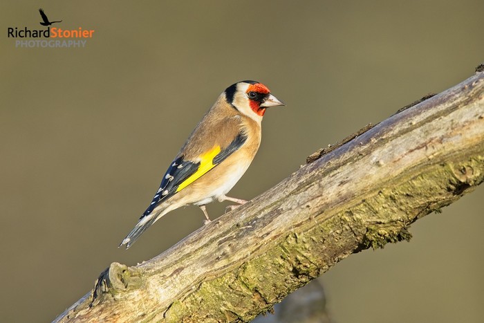 Goldfinch