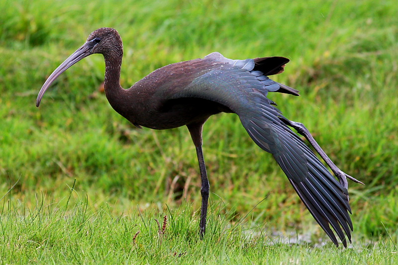 Glossy Ibis
