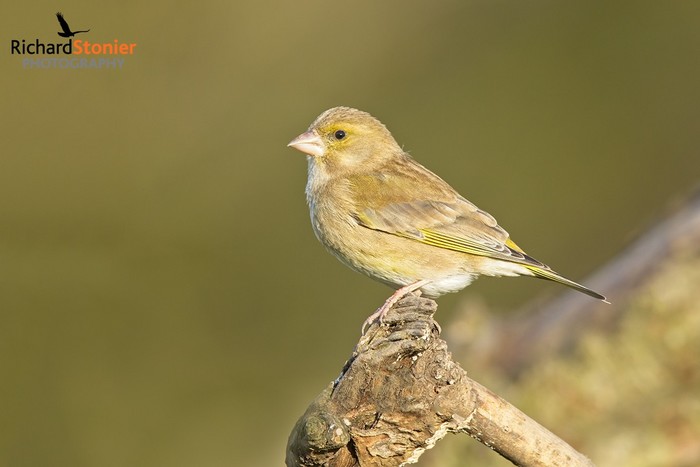Greenfinch