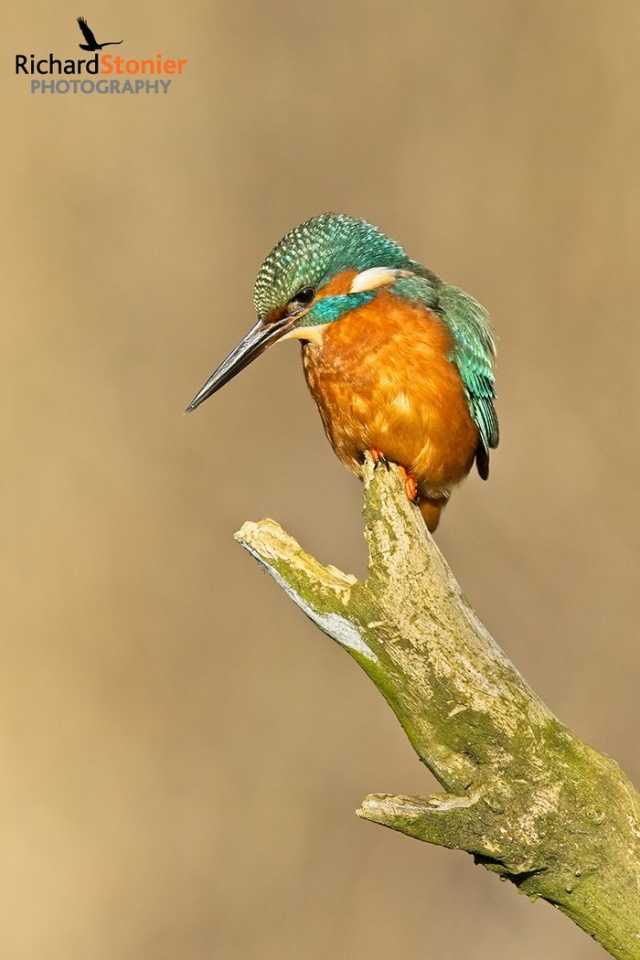Kingfisher