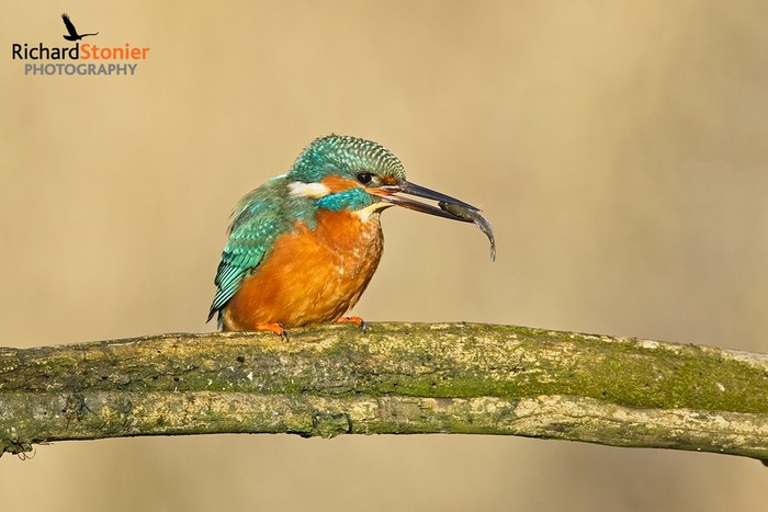 Kingfisher