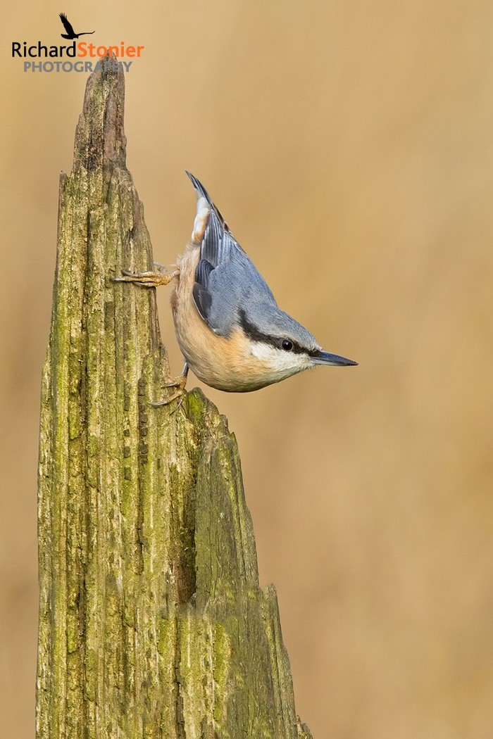 Nuthatch