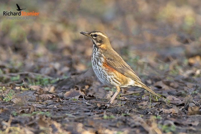 Redwing