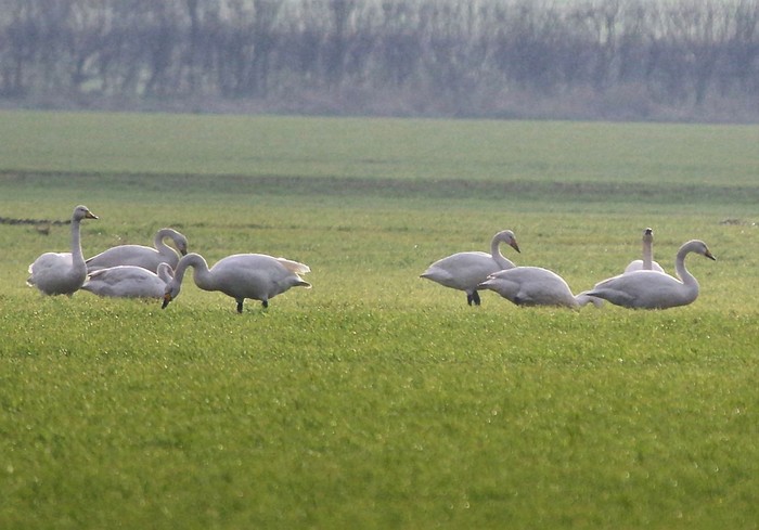 Whooper Swan